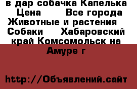 в дар собачка Капелька › Цена ­ 1 - Все города Животные и растения » Собаки   . Хабаровский край,Комсомольск-на-Амуре г.